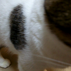 チャオちゅーる②の画像