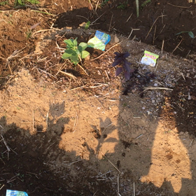 アブラムシ退治の画像