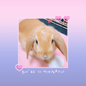 可愛い動画が！？の画像