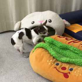 ♪プレイルーム動画♪②の画像