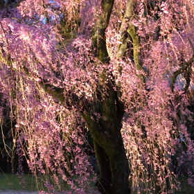 美しかった平安神宮の桜の画像