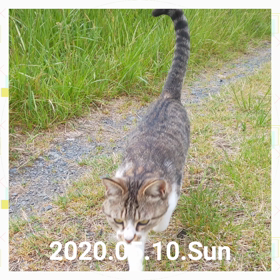 猫と散歩の画像