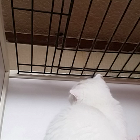 ゴキブリの画像