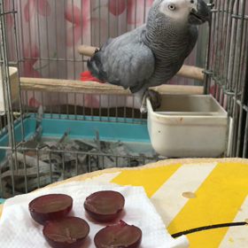 ヨウムの悪ガキちゃんは、手抜き動画でごめんなさいの画像