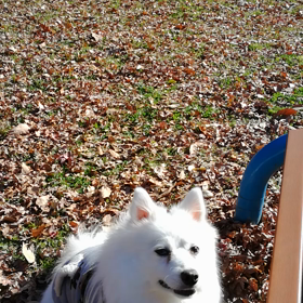 朝散歩の締めくくりにはの画像