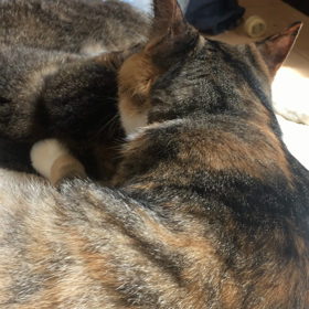 ミイもおばあちゃんのお世話するにゃ！の画像