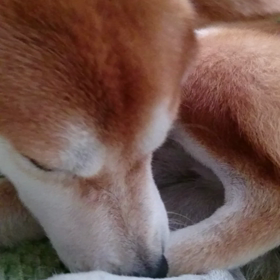 怒る勘助(動画)の画像