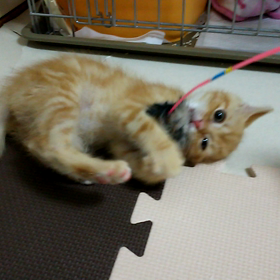 今日のレオ♪の画像