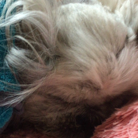 ゴマのイビキの画像