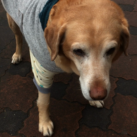 アニカちゃんです　^o^の画像