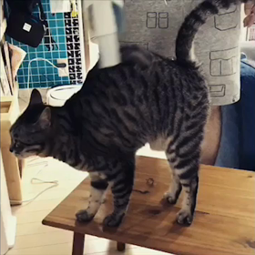 掃除機を克服した猫のまやさん❤️の画像