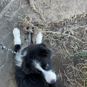 子犬動画の画像