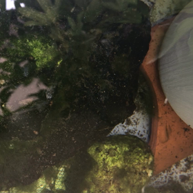 難めだか入国の画像