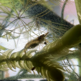 エビ母さんの画像