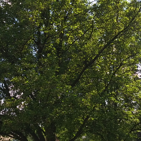 17年周期のセミの観察⑤　セミが我が家を完全包囲・・・の画像