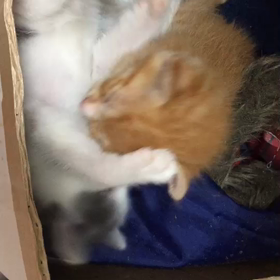 おぼろちゃんとメンマちゃんの画像