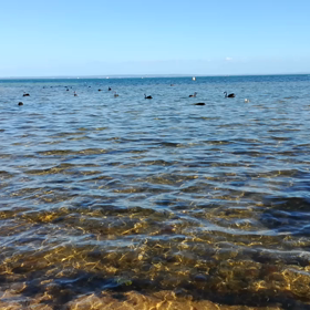 黒鳥とカモメと波の音の画像