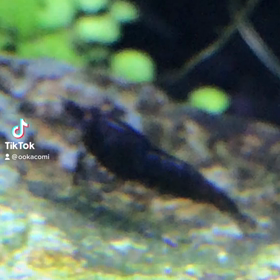 今日もツムツム中の画像