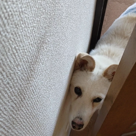 今日のシロくん 2の画像