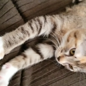 ふみふみマッサージの画像