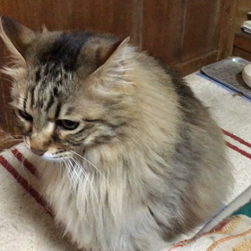 ボクの美声！？の画像