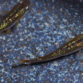 ②個体9/3（土）終了分、6商品！の画像