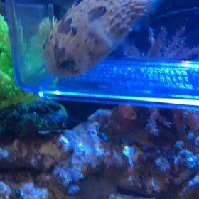 ハリセンボンのガリガリ音？の画像