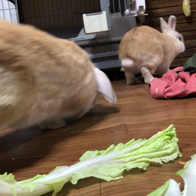 大葉の取り合いの画像