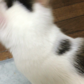 帰ってきたひめちゃん(^^)の画像