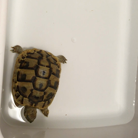 チャンチャンとチャンリの生活13日目の画像