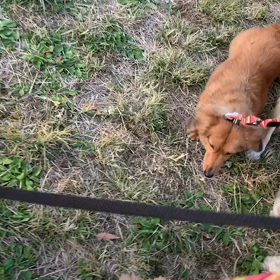 11月9日12わんこと2時間遠足　　代々木公園の画像