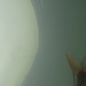 グイウ失敗動画の画像