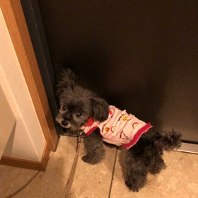 やらかしたキャンディちゃんの画像