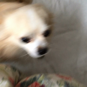 レオ膝蓋骨脱臼かもの画像