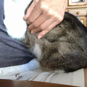 1人じゃ寂しいんじゃないかと…私が全て悪いんですがの画像