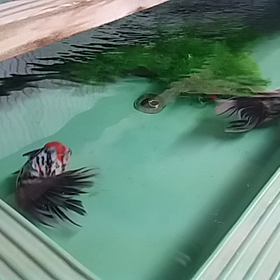 今朝の東錦。の画像