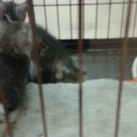 三宅ブランド   スコティッシュフォールドデビューしました(^-^)vの画像