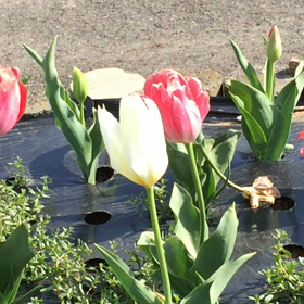 パタパタの画像