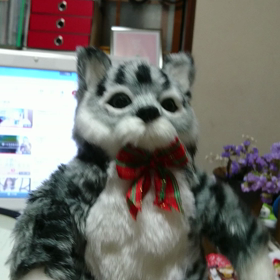 ダンシングキャットの画像