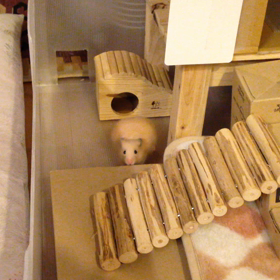 ハムの近況の画像