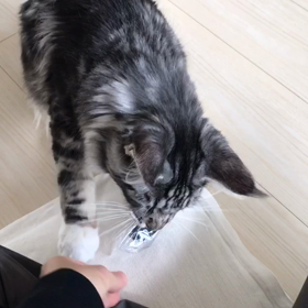 芸を覚えたっぽいの画像