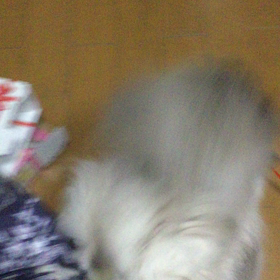 ふくちゃん棒に夢中すぎ・・・の画像