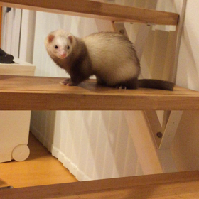 今日のシナモン  かいだんの画像