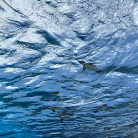 ステロイド増量から2週間の画像