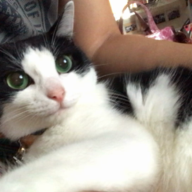 ニャブニャドール点心と、さわるにゃよぉ党首の画像