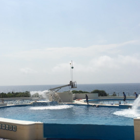 イルカchan(^з^)-☆の画像