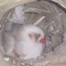 1/17今日のひとコマn[◎]ｺω・｀） ●RECの画像