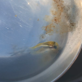 選別開始！の画像