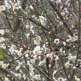 すぎぴたんの事件簿シーズン3　193話（梅にメジロ！　メジロですよ）の画像