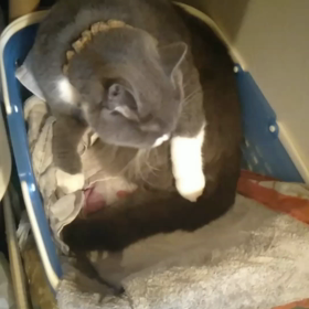 だから毛だらけの画像